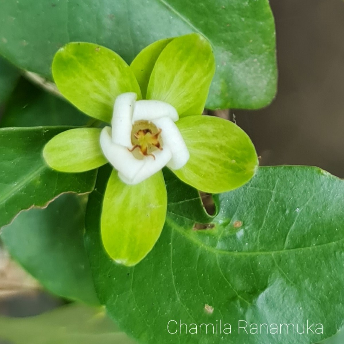 Tritaxis glabella var. glabella Thwaites